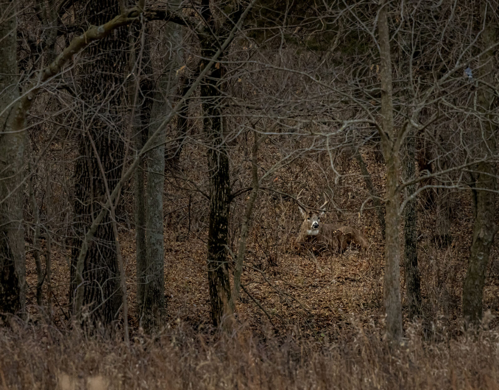 A whitetail buck in its bedding area.