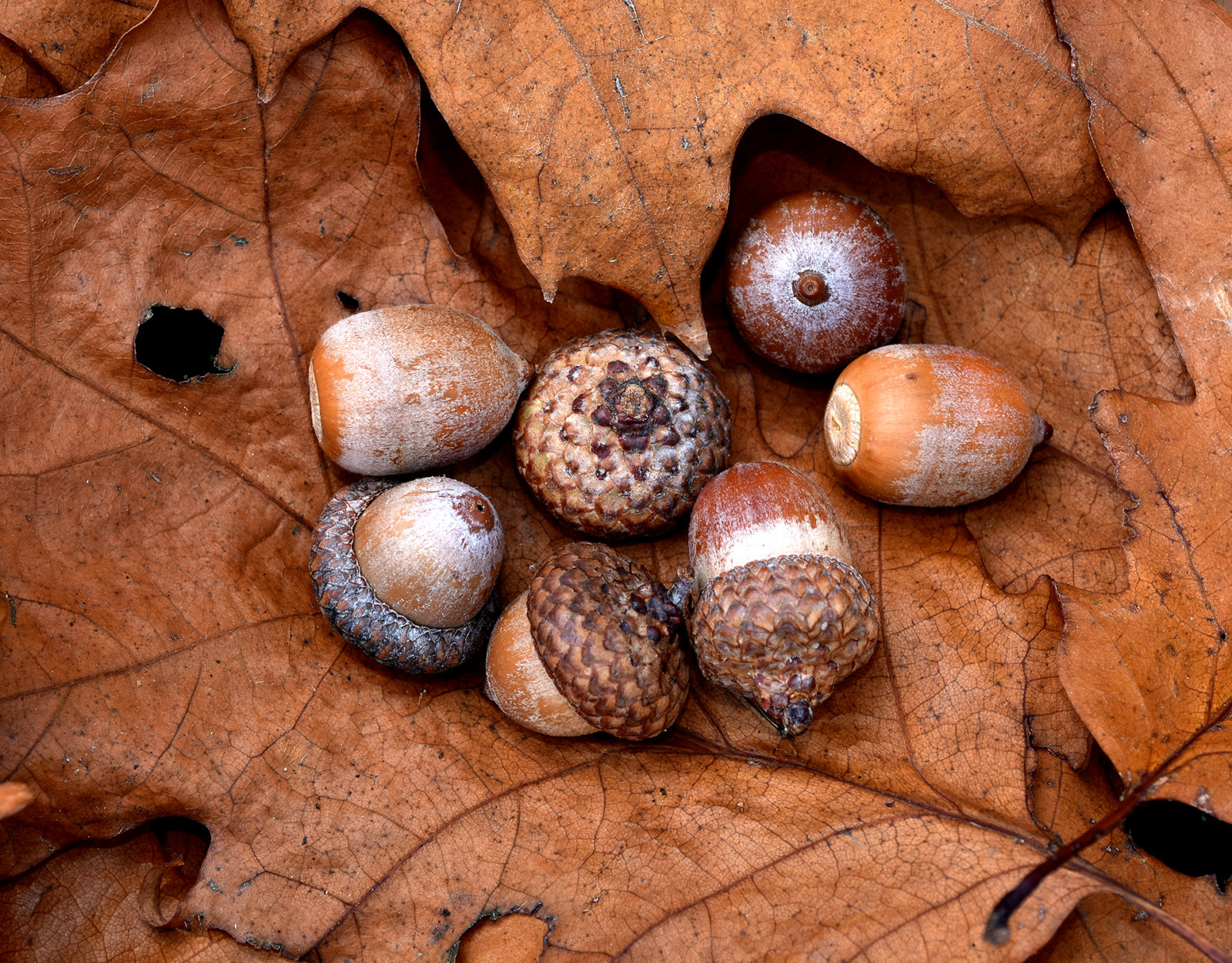 Red oak tree acorns.