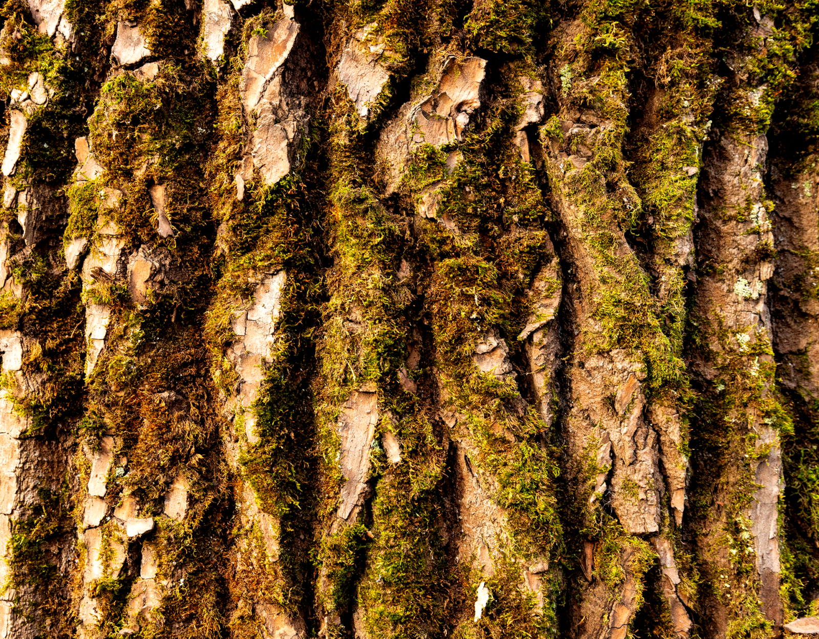 Red oak tree bark.