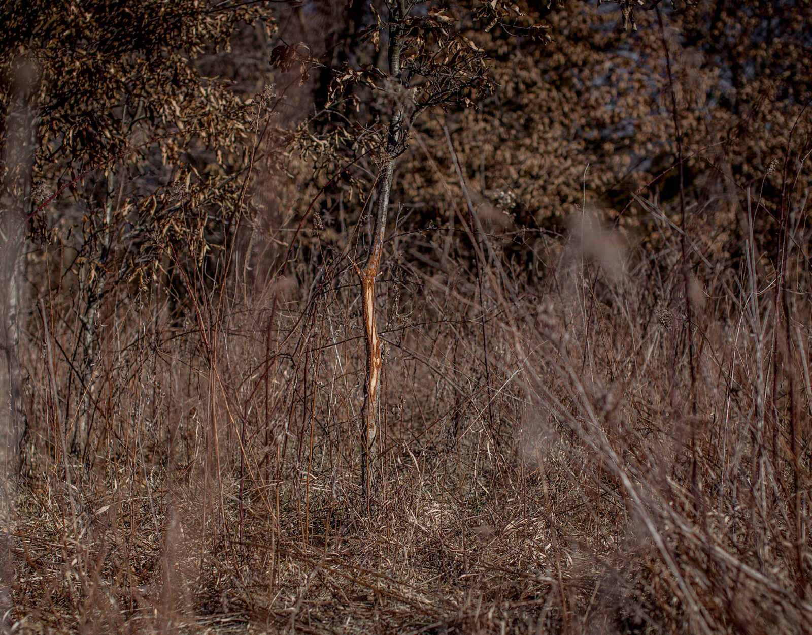 A deer rub stands amid a thicket of branches.