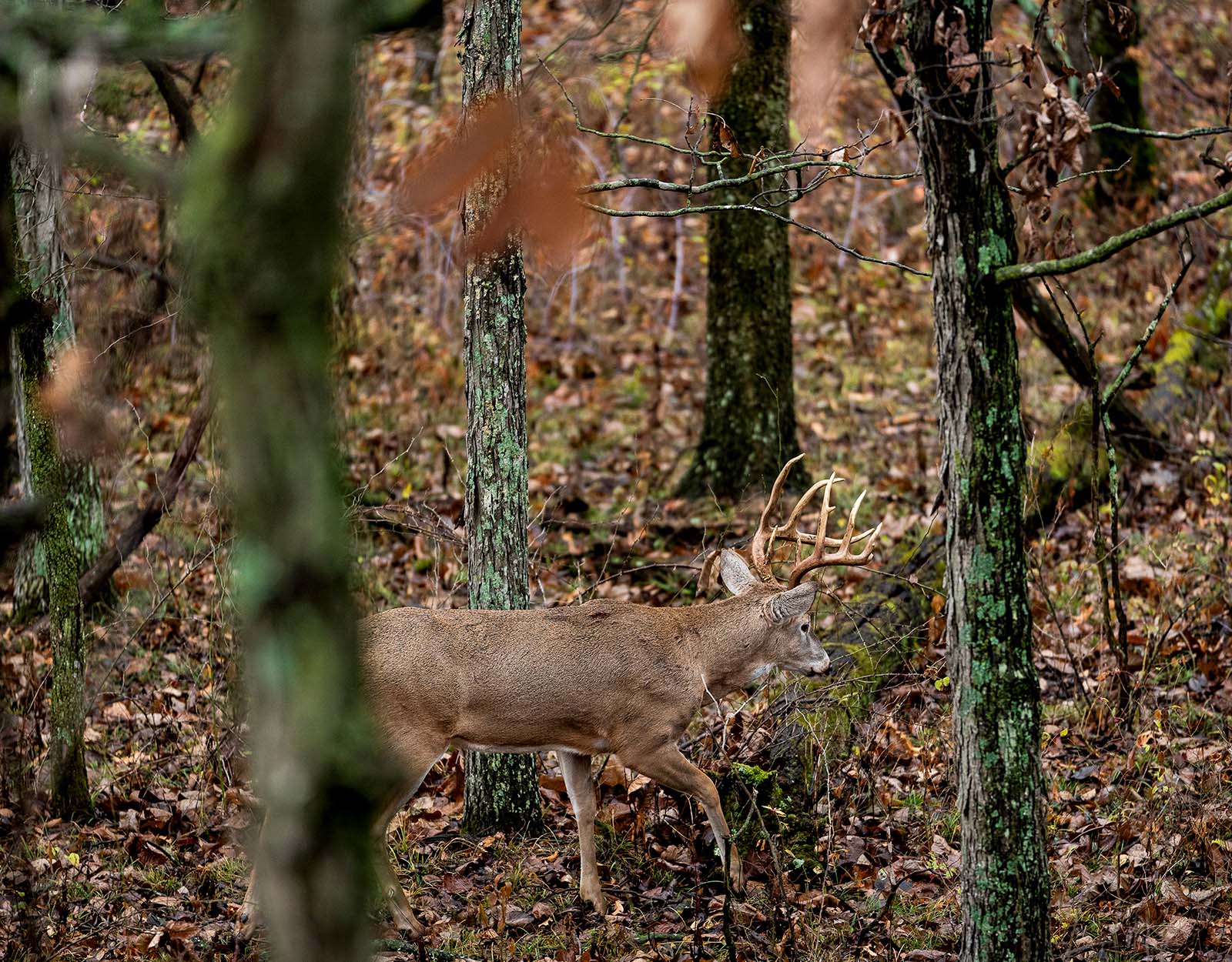 Whitetail buck walking through a forested area, surrounded by trees and fallen leaves on the ground.