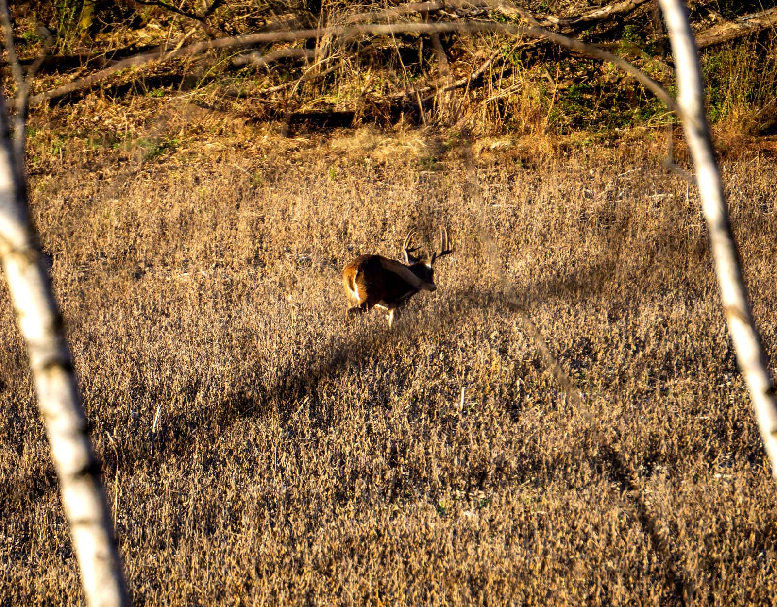 A lone whitetail buck running through a dry grassy field. 