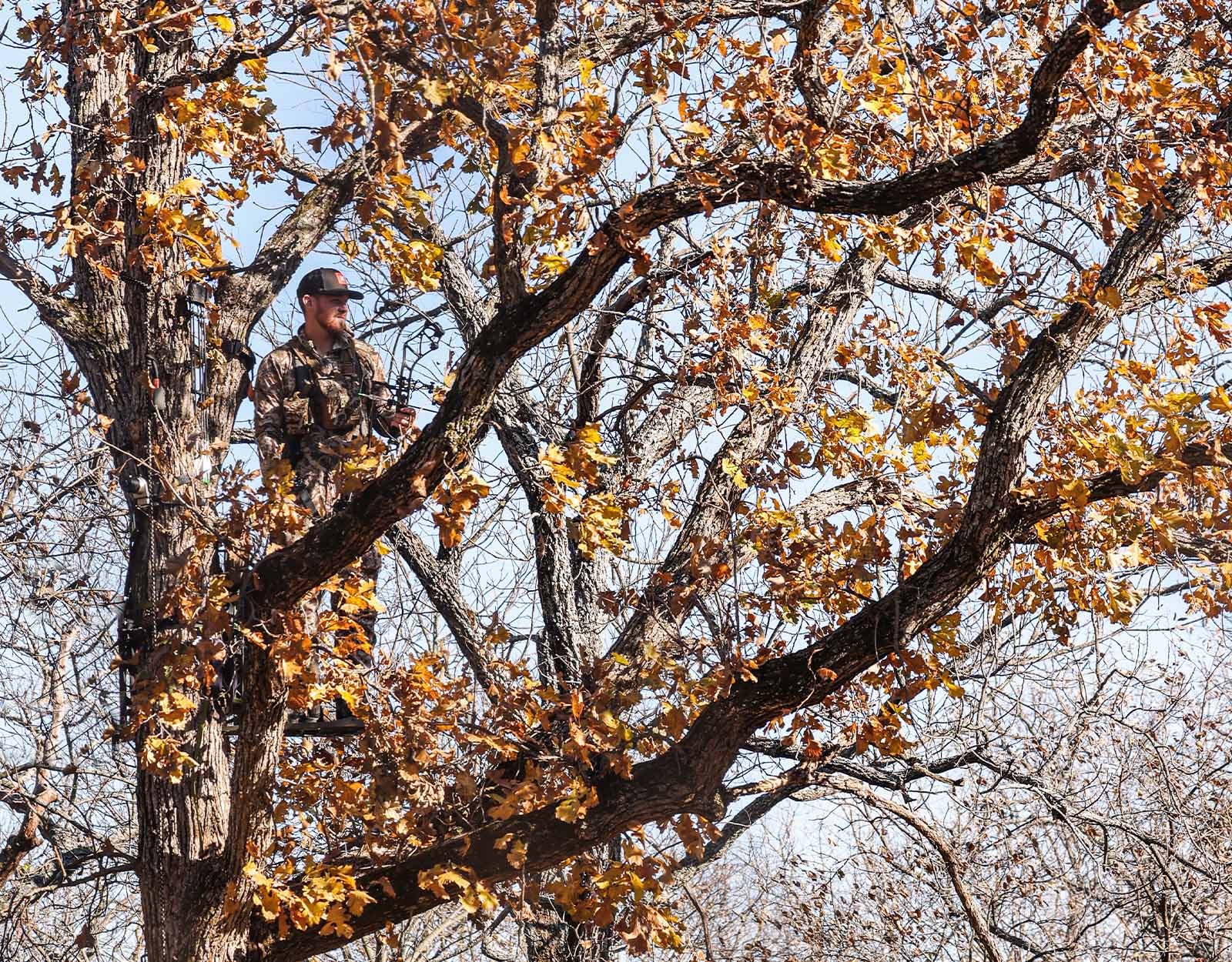 A camouflaged deer hunter in a treestand with a crossbow.  