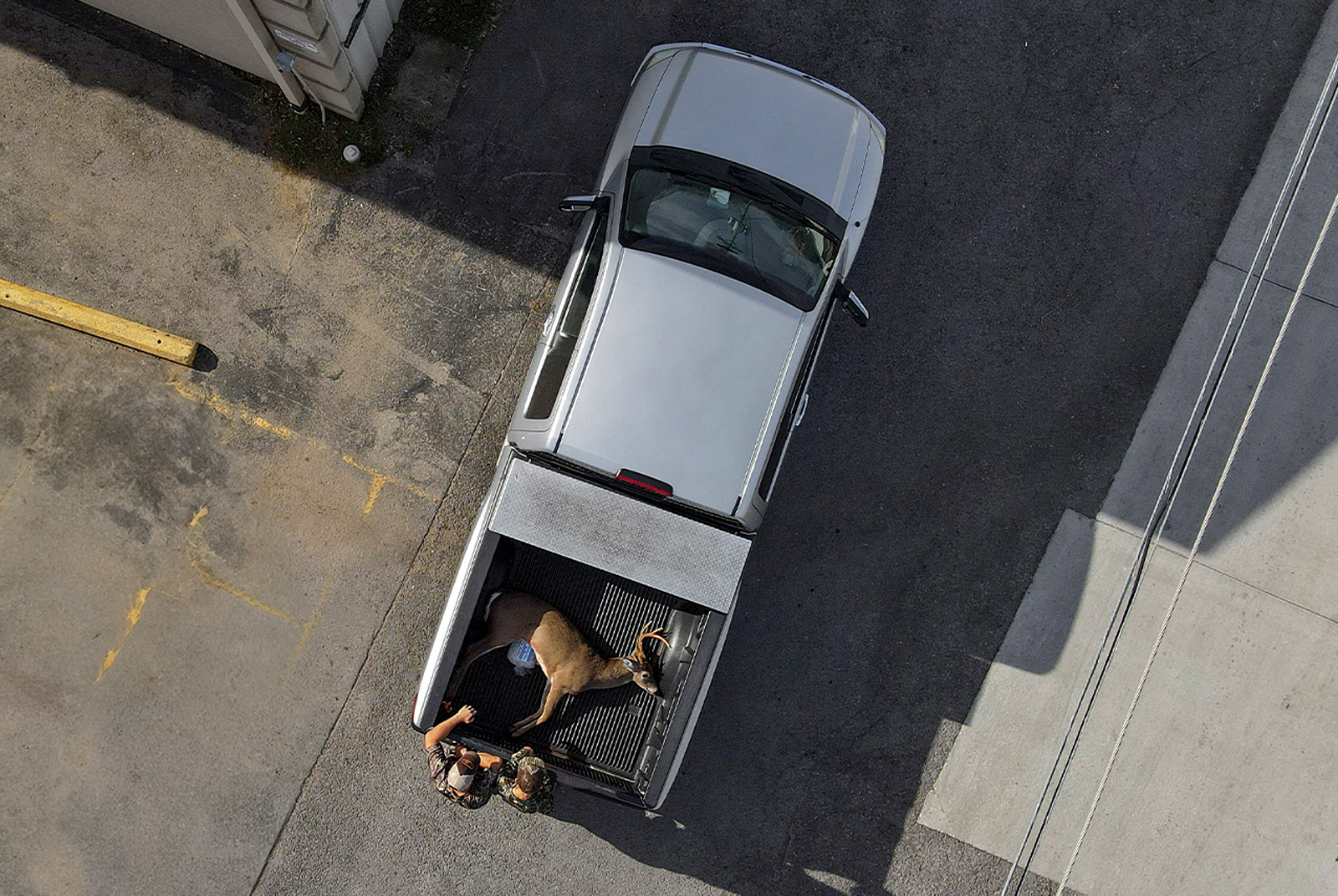 Hunters with a harvested deer in the back of a truck in a parking lot. 