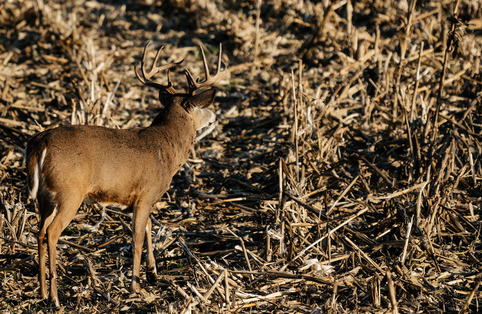 Deer in corn field. 