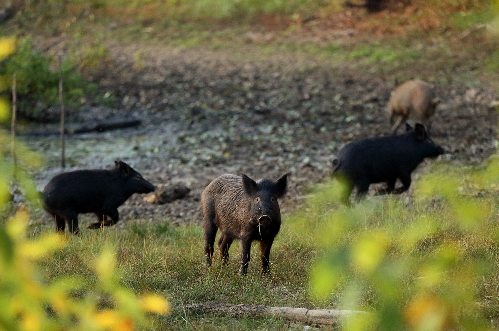 A group of four wild hogs. 