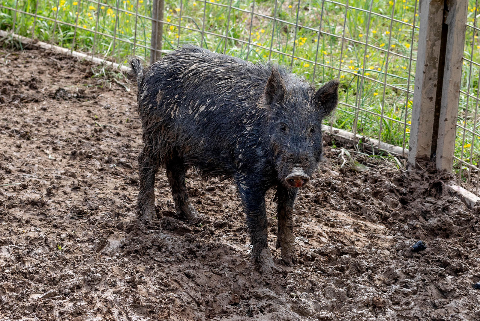 A penned wild hog stands in mud. 