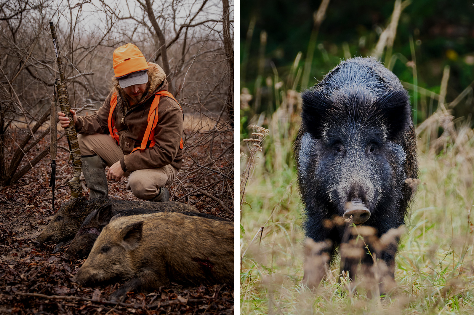 Side-by-side photos of a hog hunter and harvested hogs at left, and a live hog facing the camera at right. 