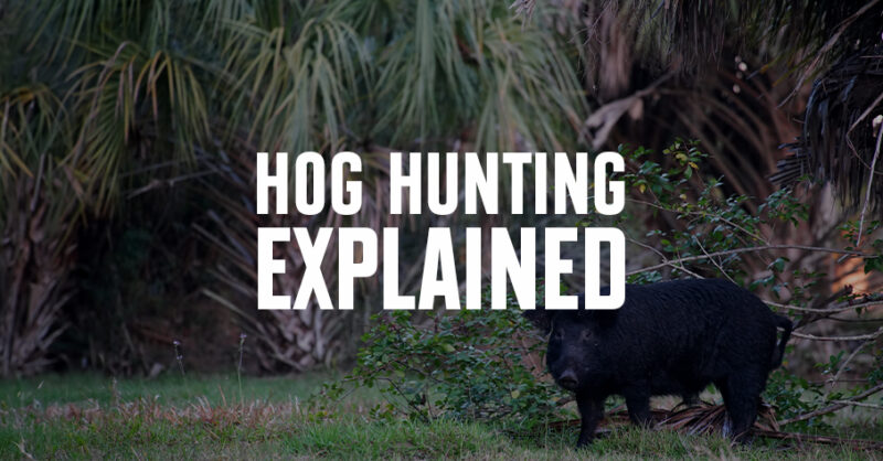 A wild hog with "Hog Hunting Explained" in text overlay.