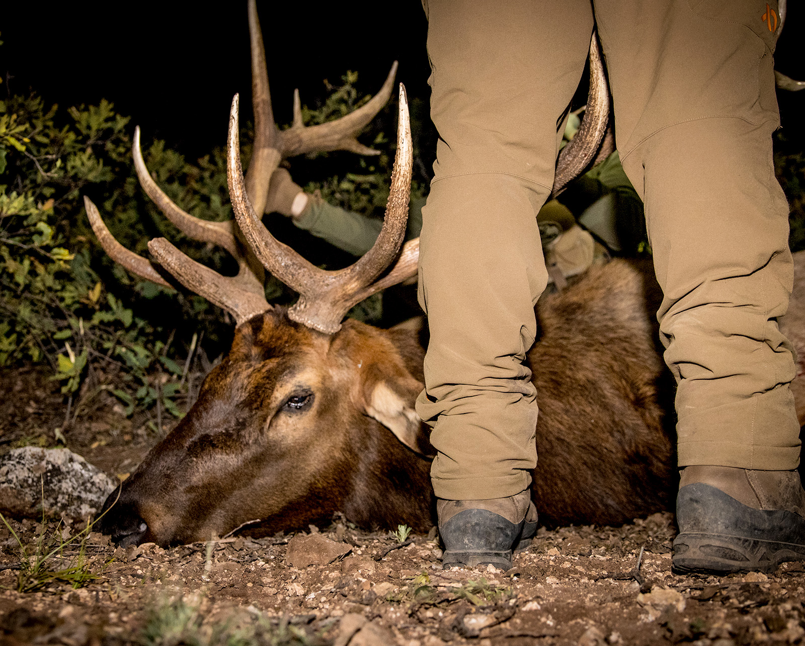 A downed elk at night