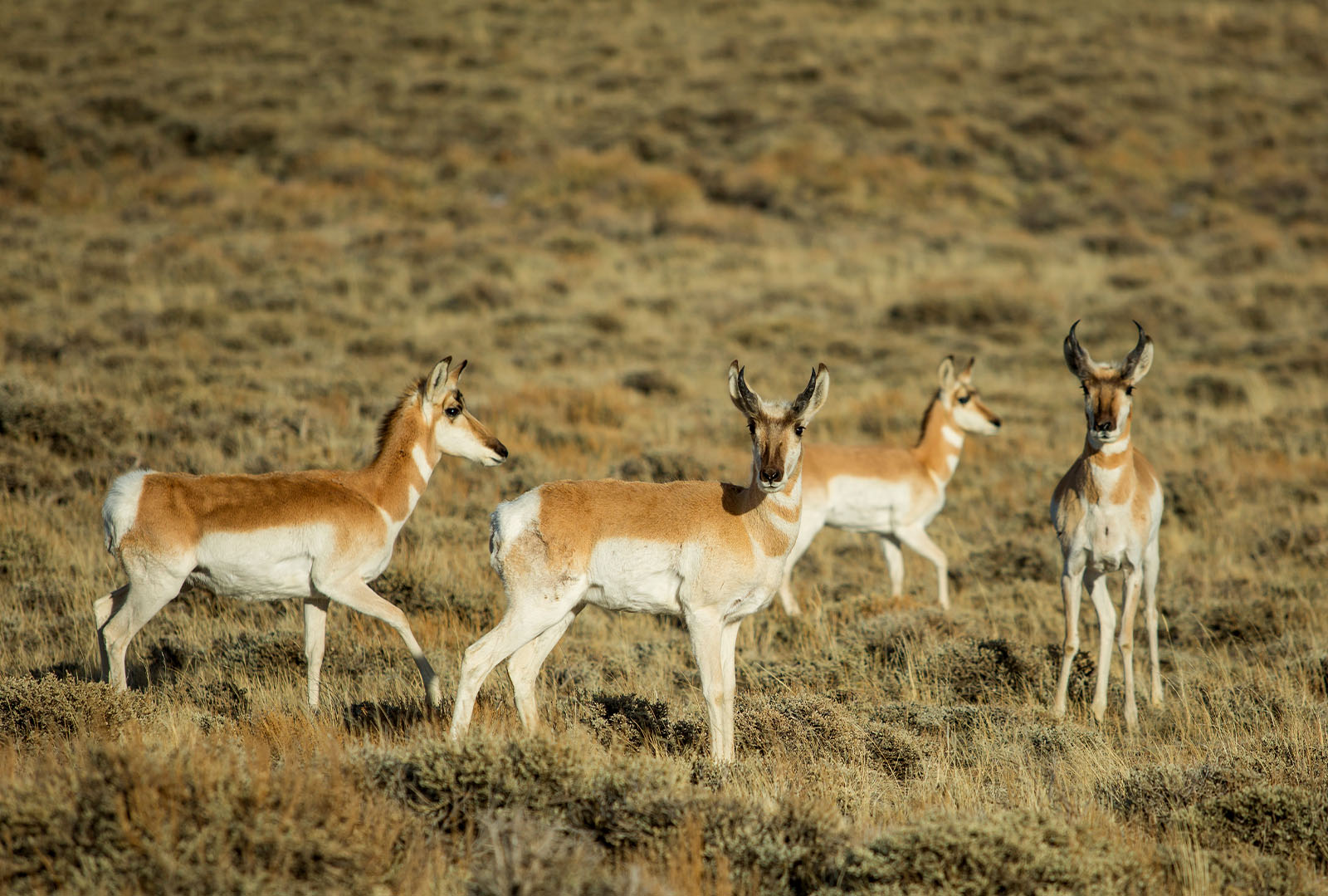 a group of pronghorn antelope in a field