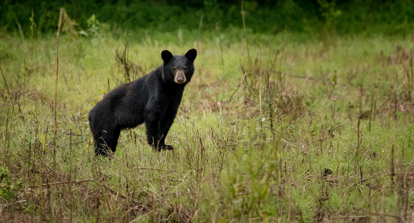 black bear in a grassy field