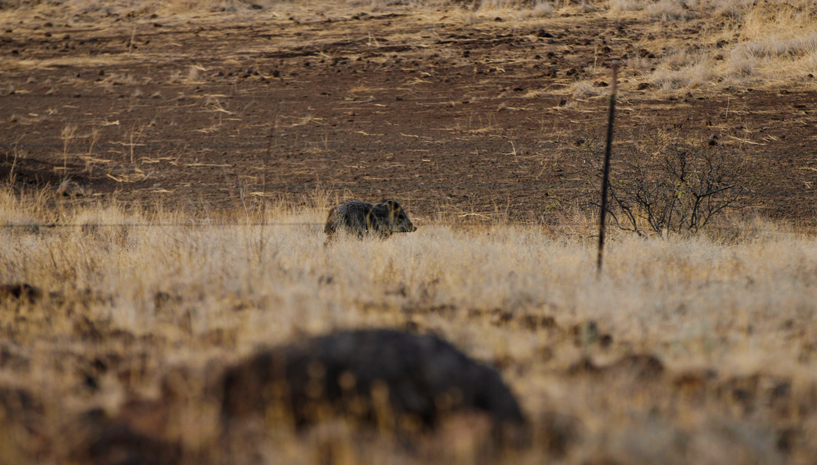 javelina in a dried grassy field. 