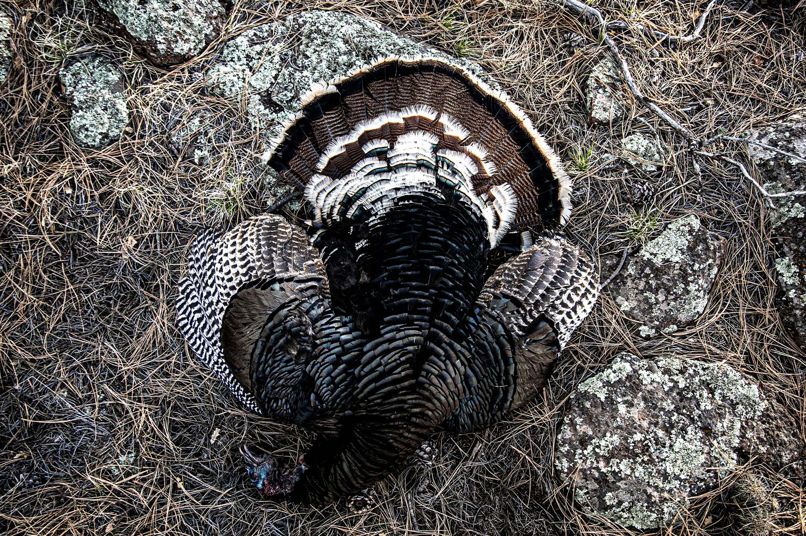 A downed turkey 