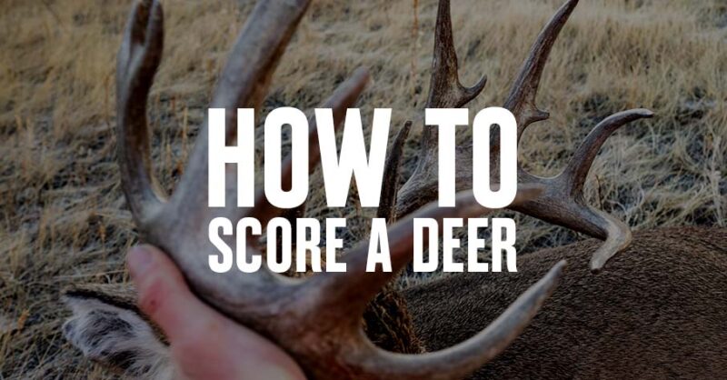 A closeup of deer antlers with "How To Score a Deer" overlaid.