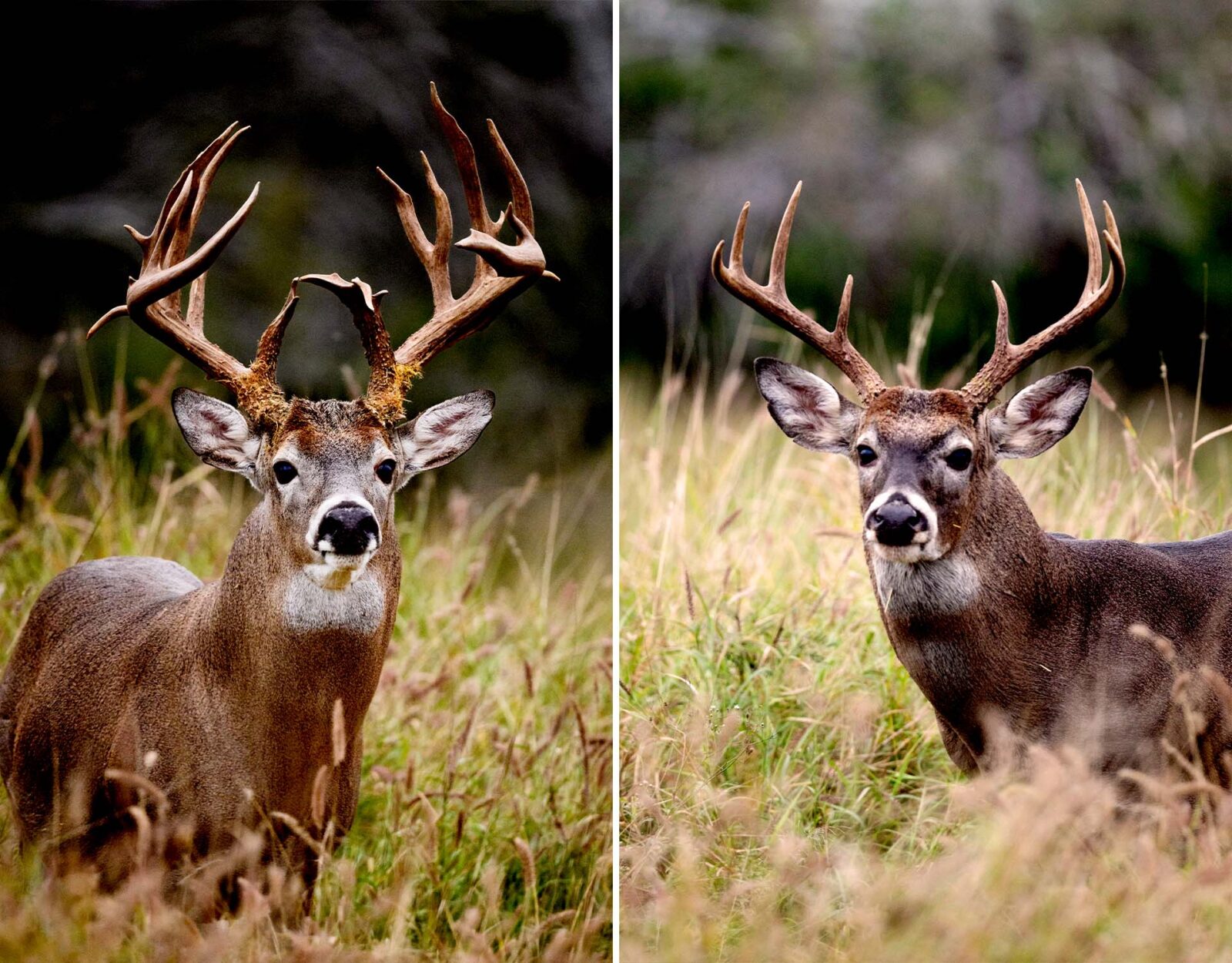 Side-by-side showing a non-typical whitetail buck and a typical whitetail buck. 