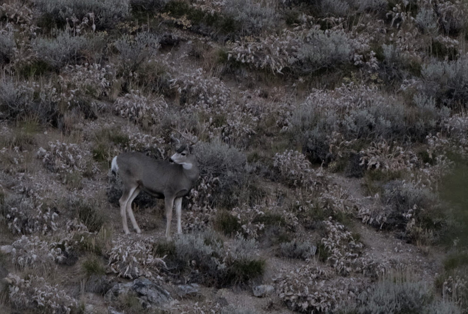 Mule deer in arid mountains. 