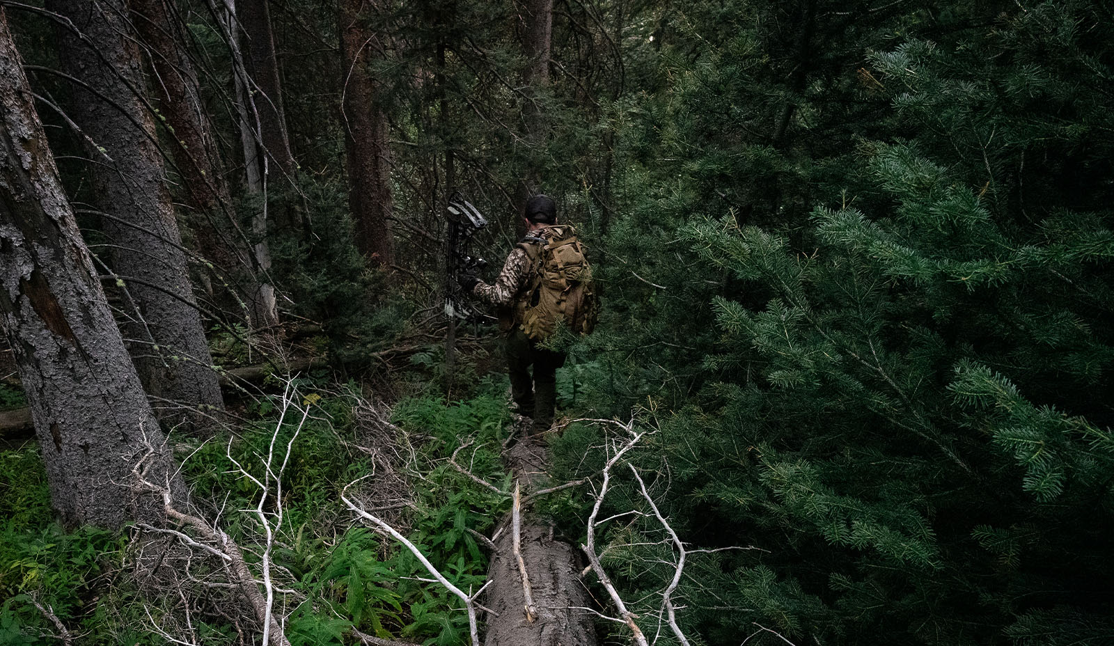 A bowhunter traverses through dark timber. 