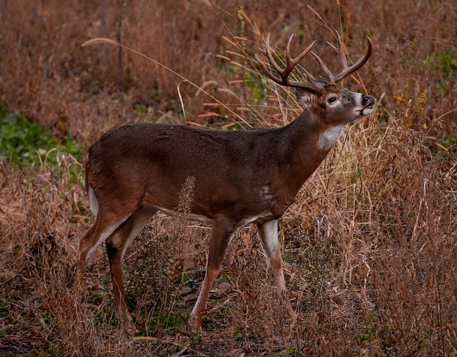 A whitetail buck stands in tall grass sniffing the air. 