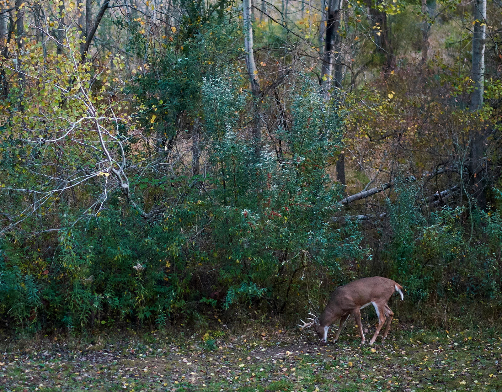 A whitetail buck sniffs the ground.