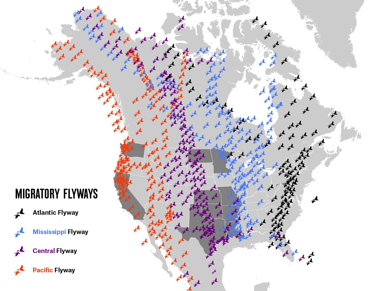 Infographic showing North America'ss four migratory flyways. 