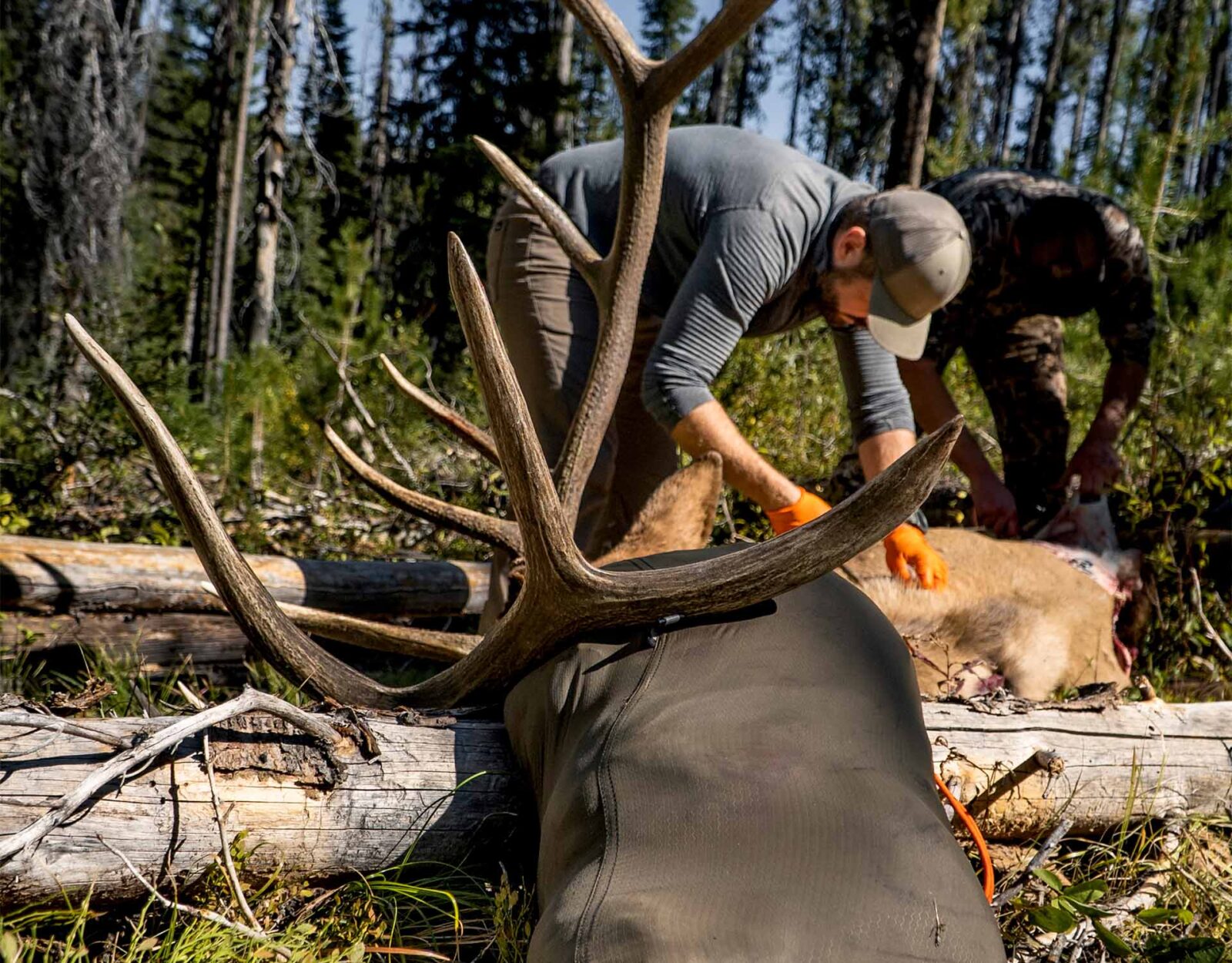 Two hunters use the gutless method on a bull elk. 