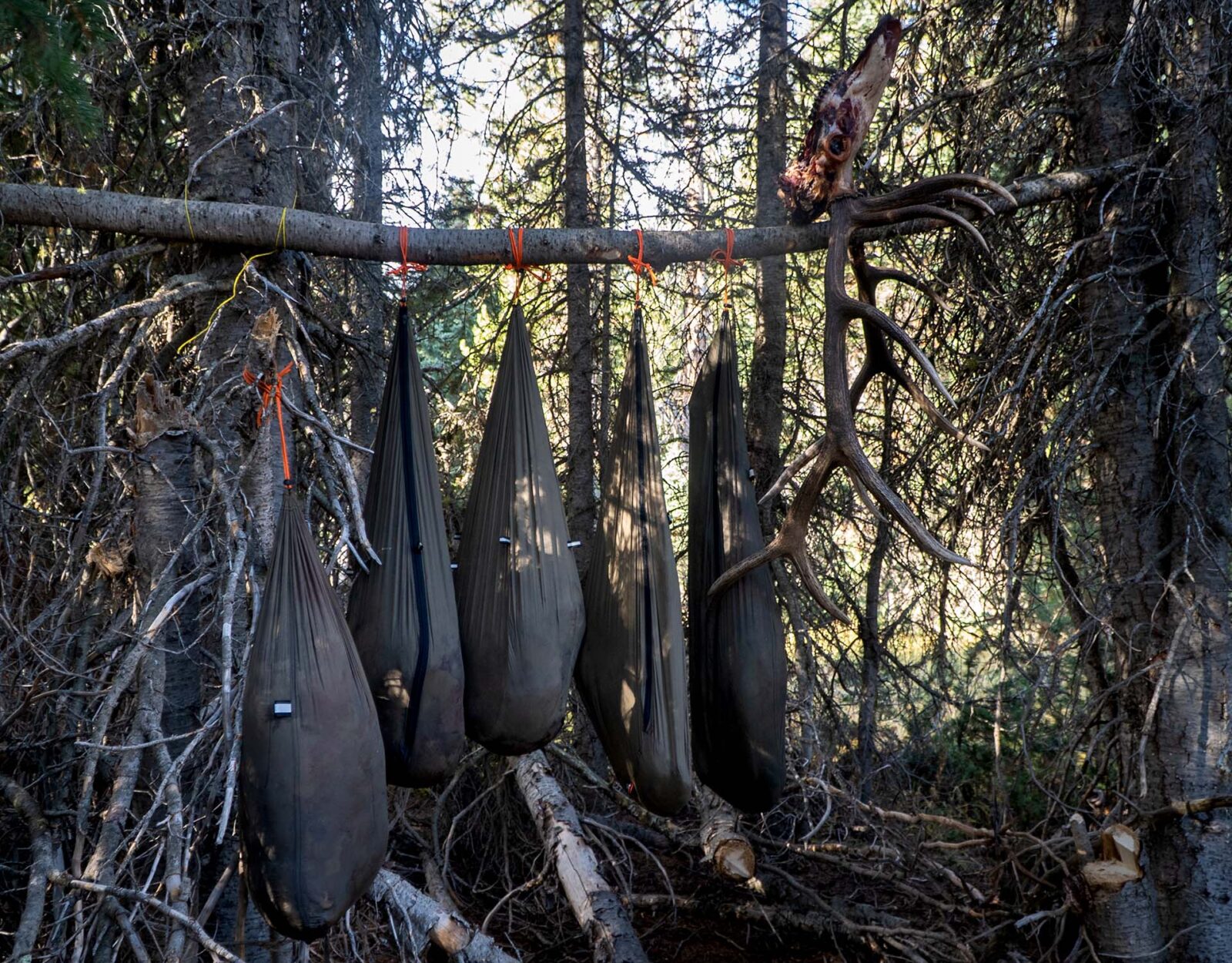 A bull elk skull and elk meat in game bags hang from a tree branch in the backcountry.