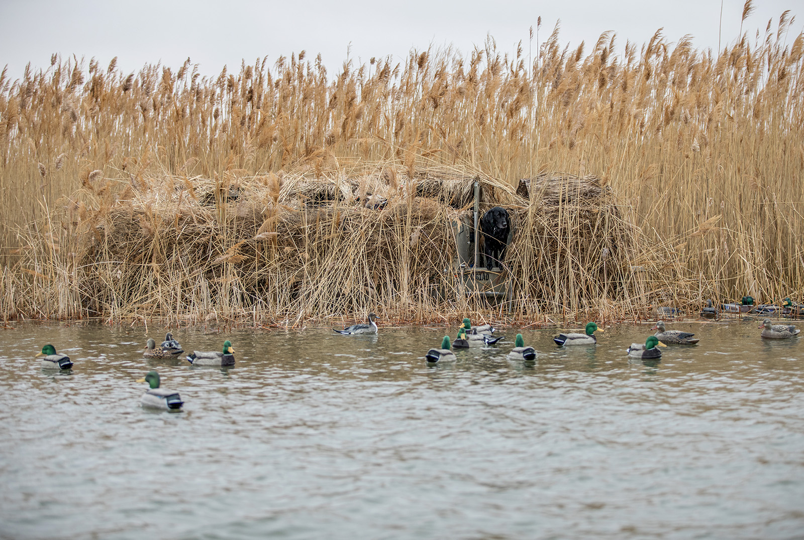 A duck blind in a marsh with a black lab hunting dog looking out over the water. 