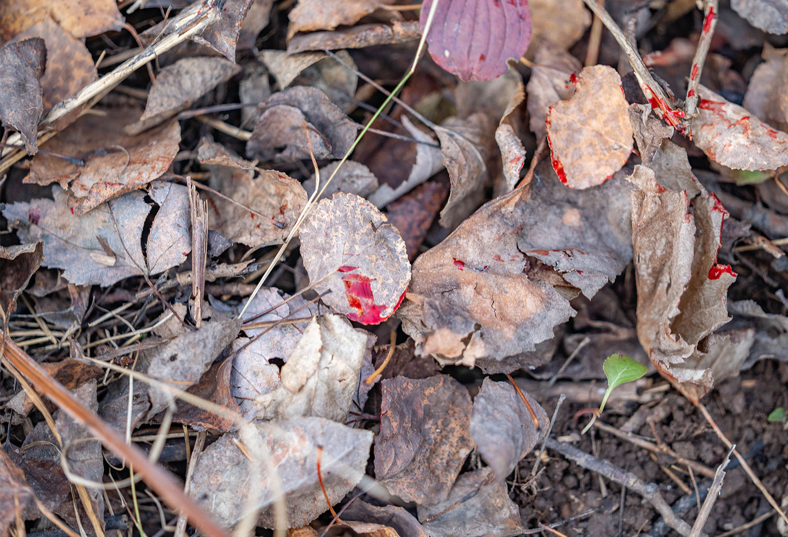 Bright red blood trail on fall leaves.