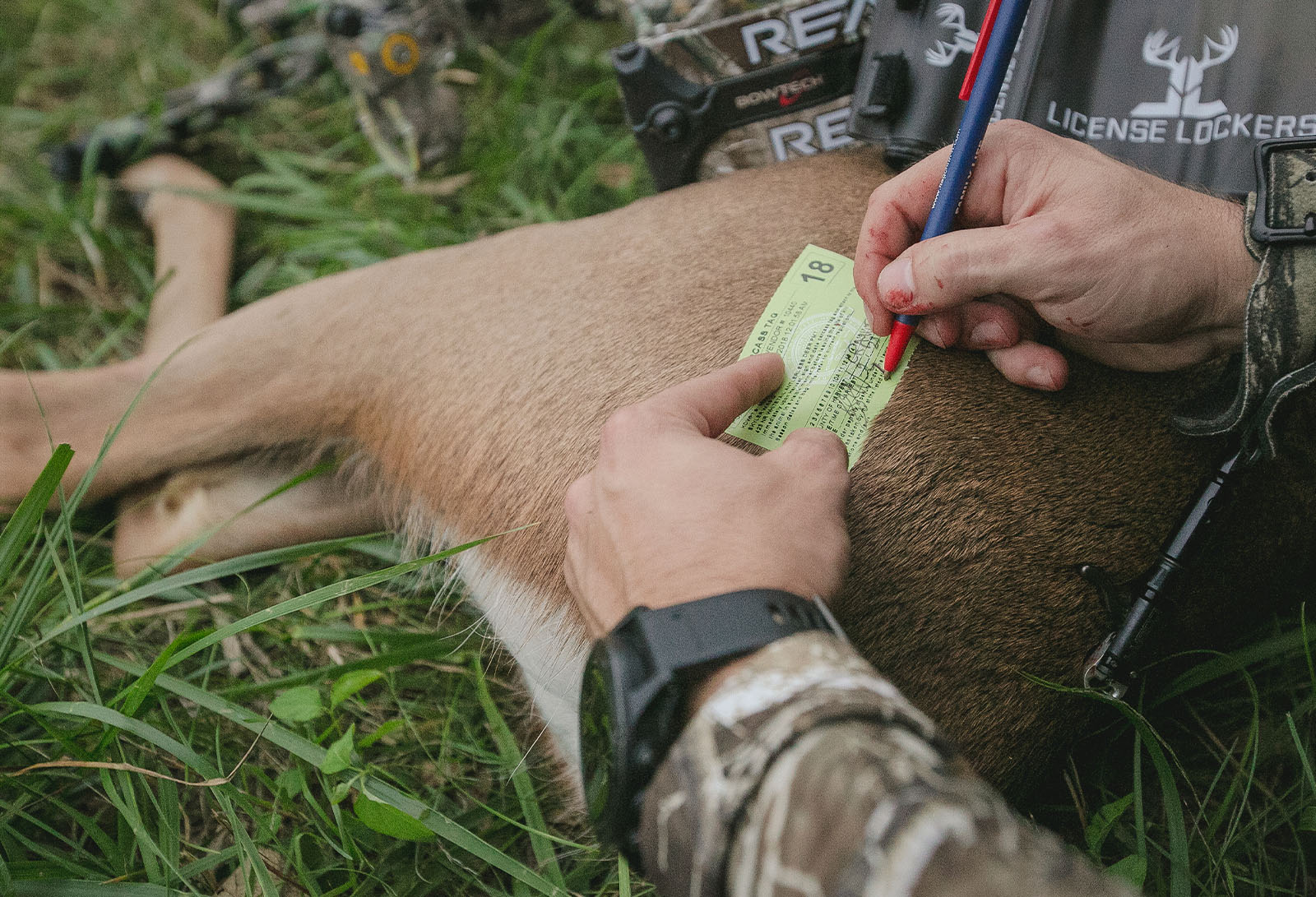 A man tags his deer. 