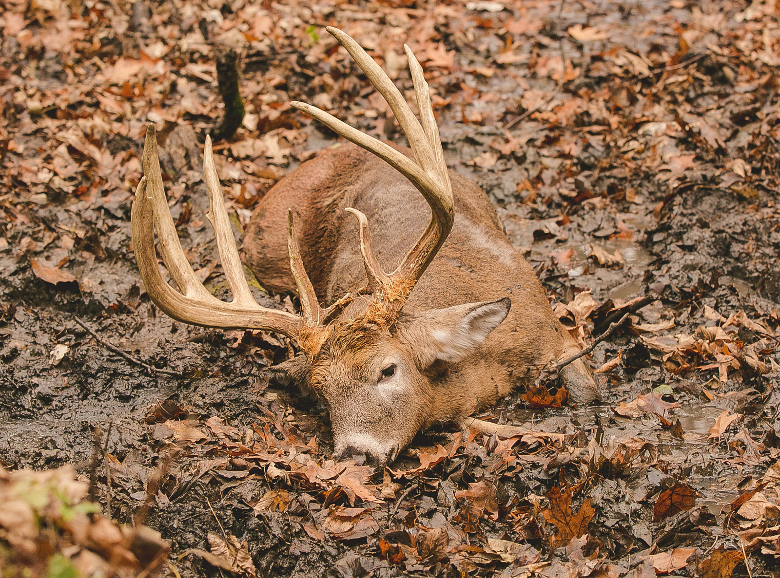 A downed buck on fall leaves.