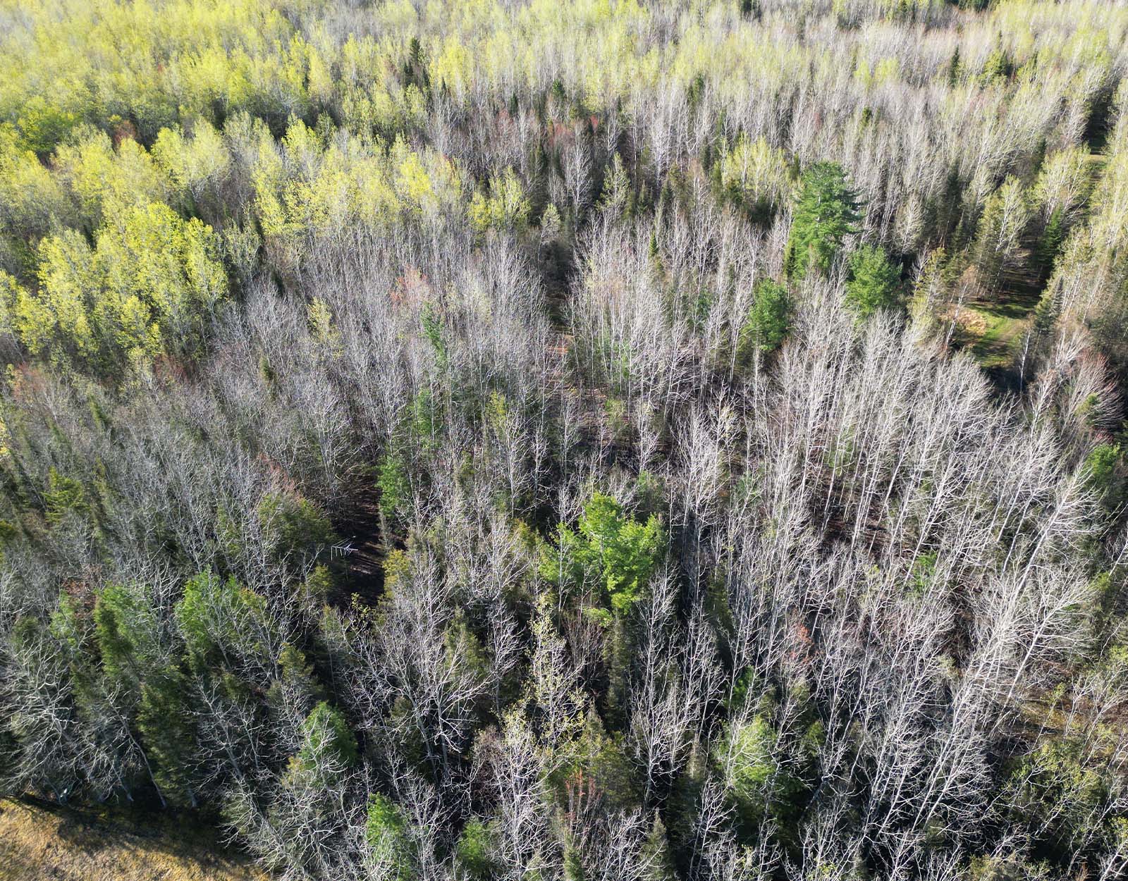 Aerial view of a forest from a drone.