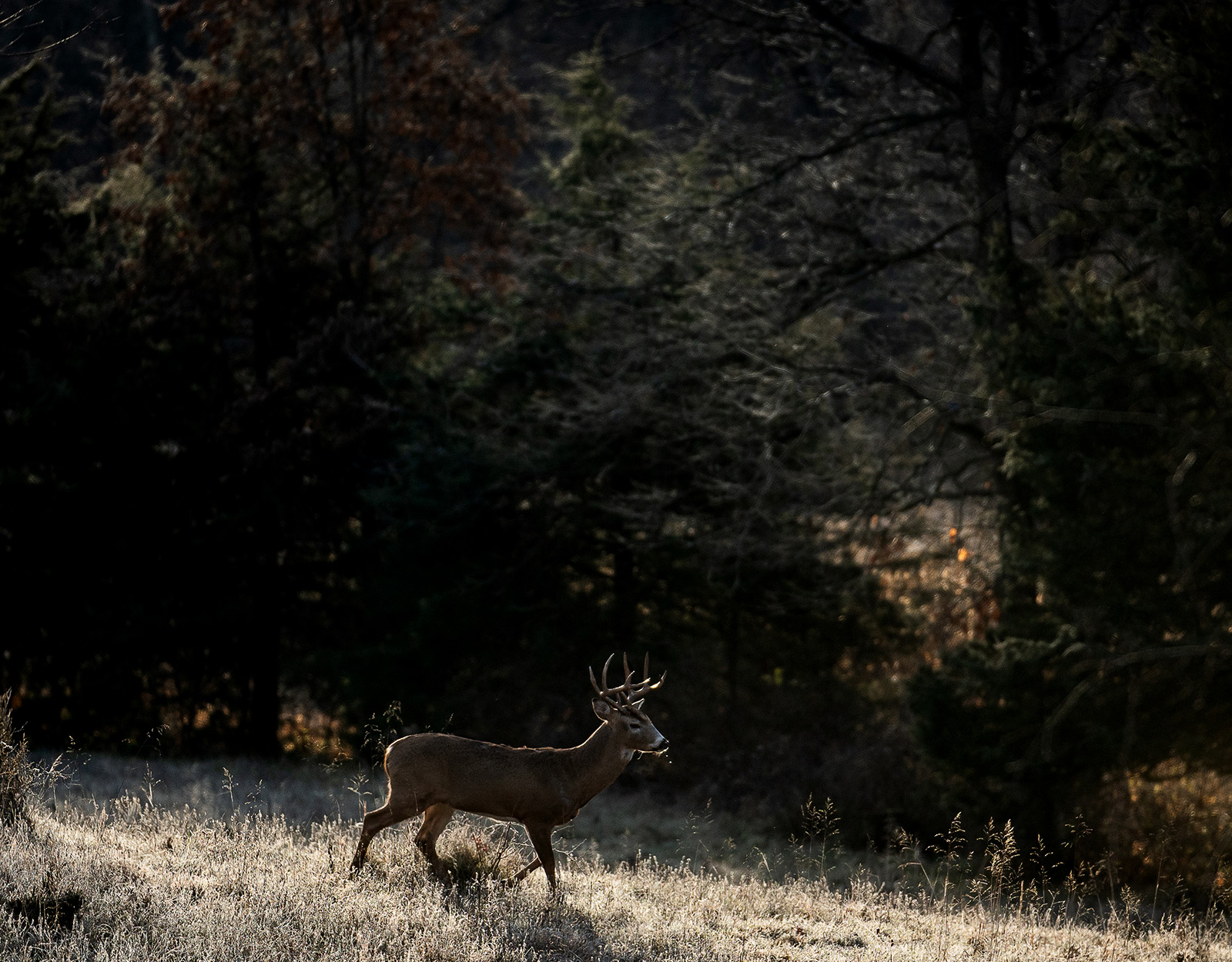 A buck trots through a forest.