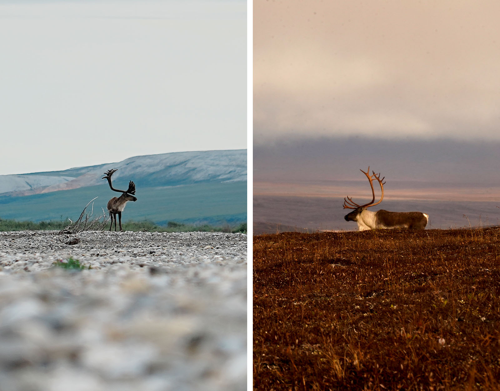 A side by side comparison of a caribou in velvet and a hard-horned caribou with a white mane.